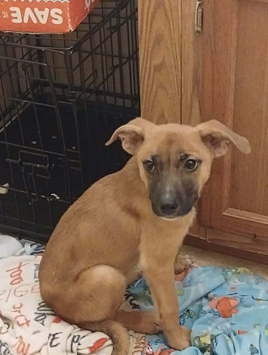 Shepherd mix image 1