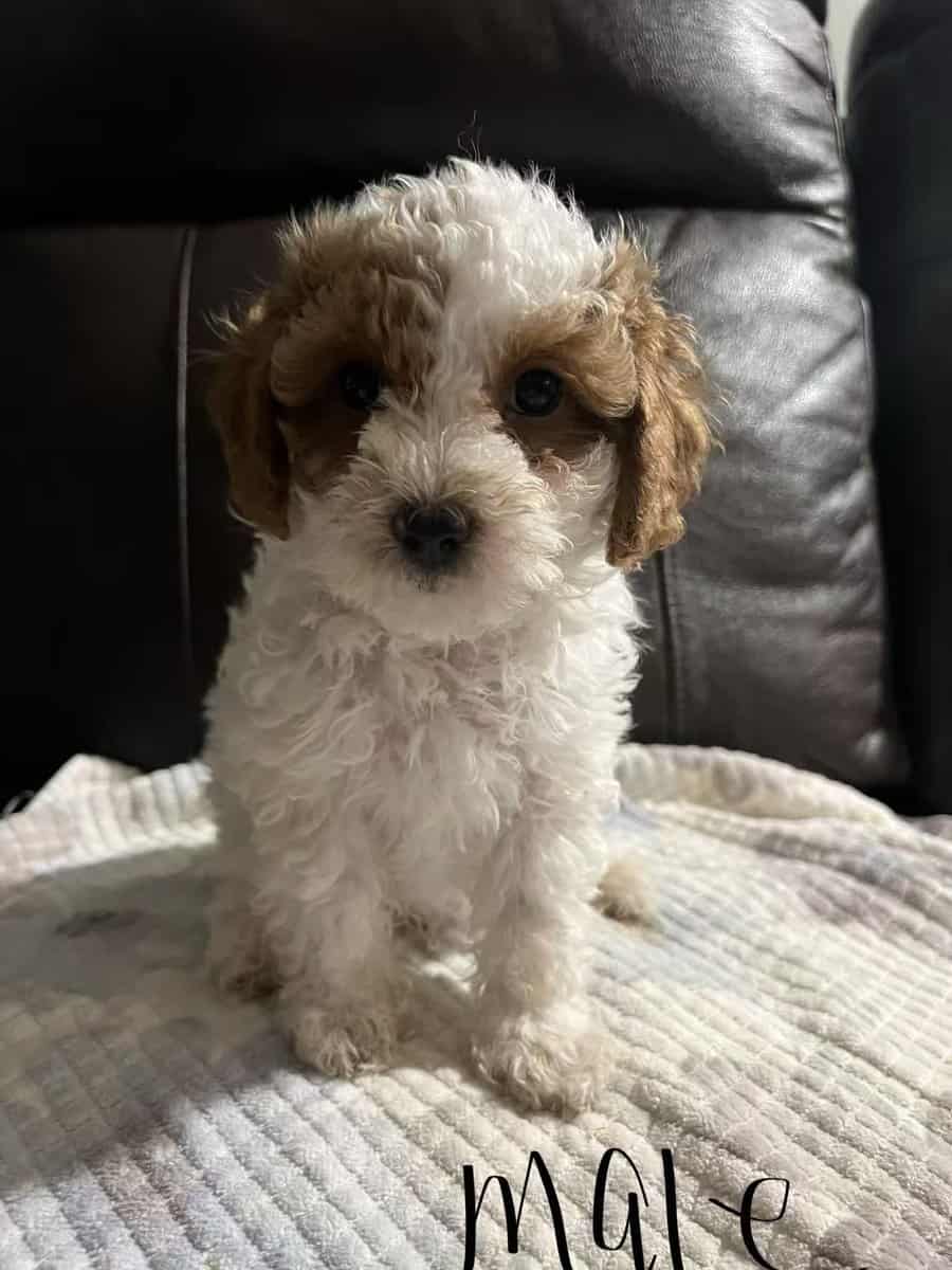 Poodle mix image 1
