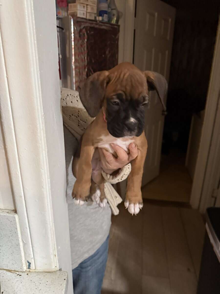 Boxer puppies image 1