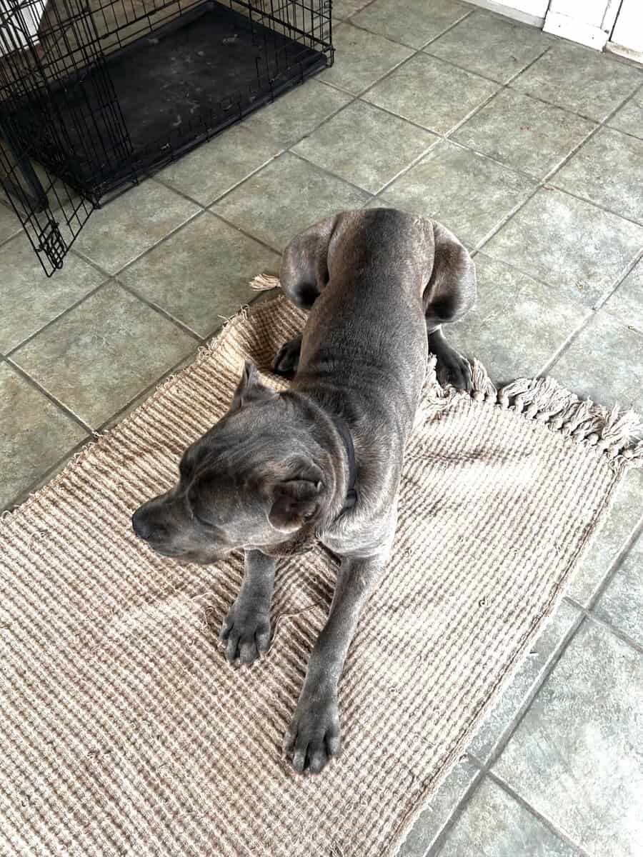 Female Cane Corso image 3