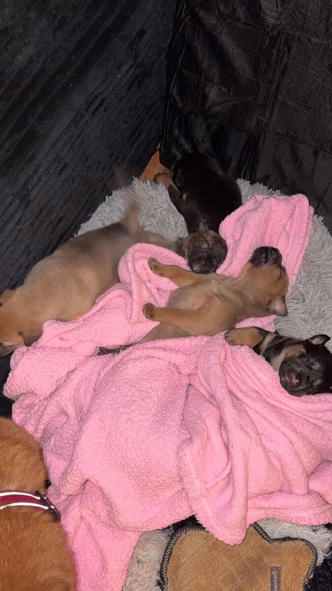 4 Puppy Girls image 4