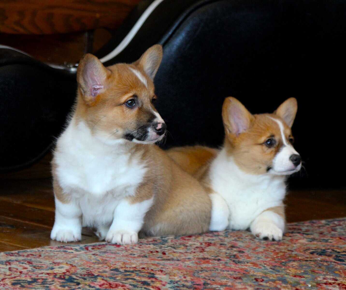 Johnny - Pembroke Welsh Corgi Puppy image 17