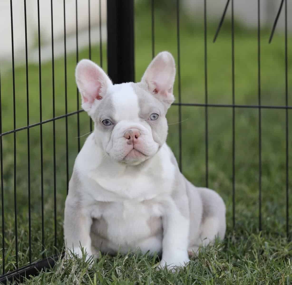 French Bulldog girls image 1