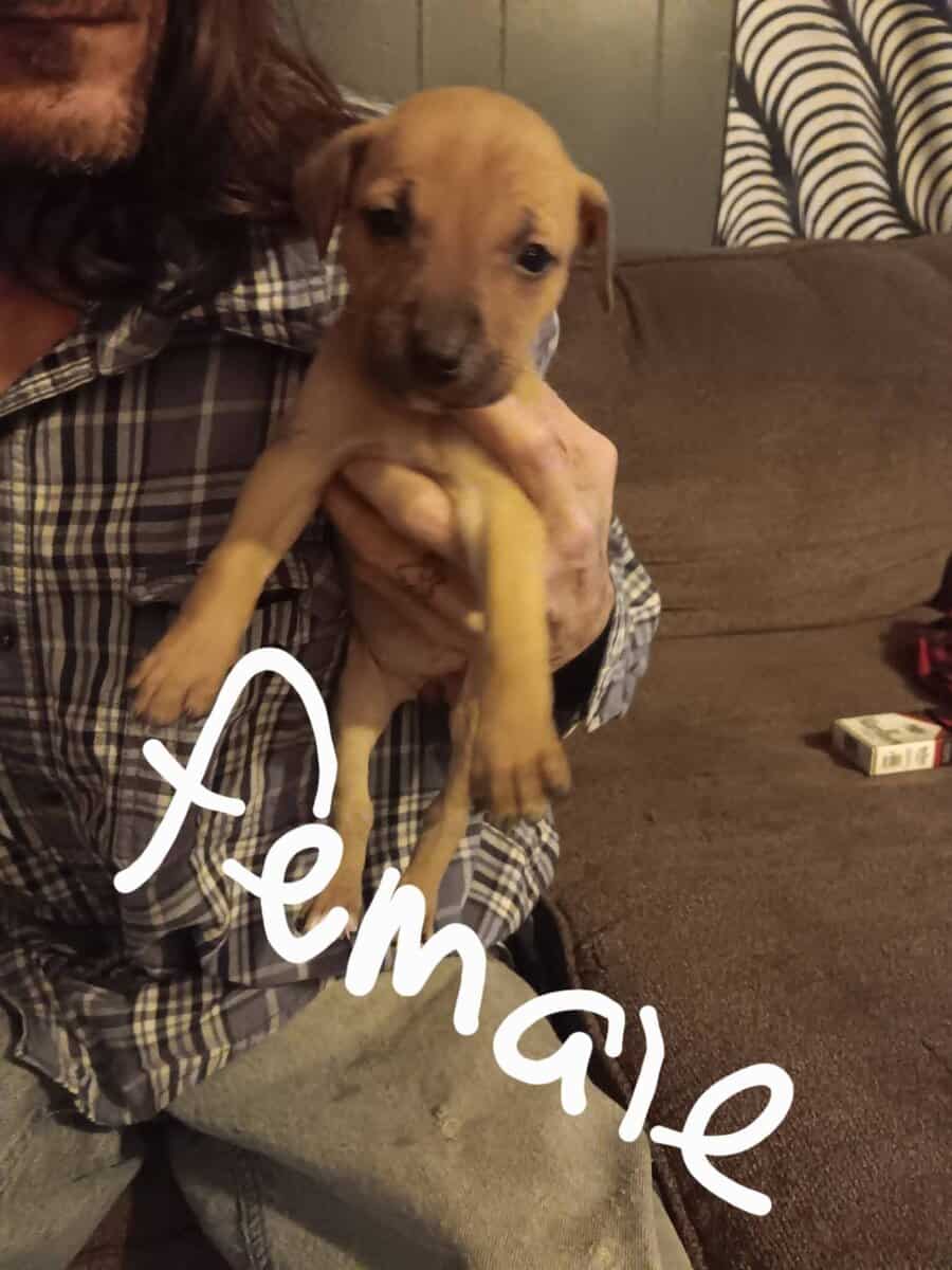 Free Puppies image 2