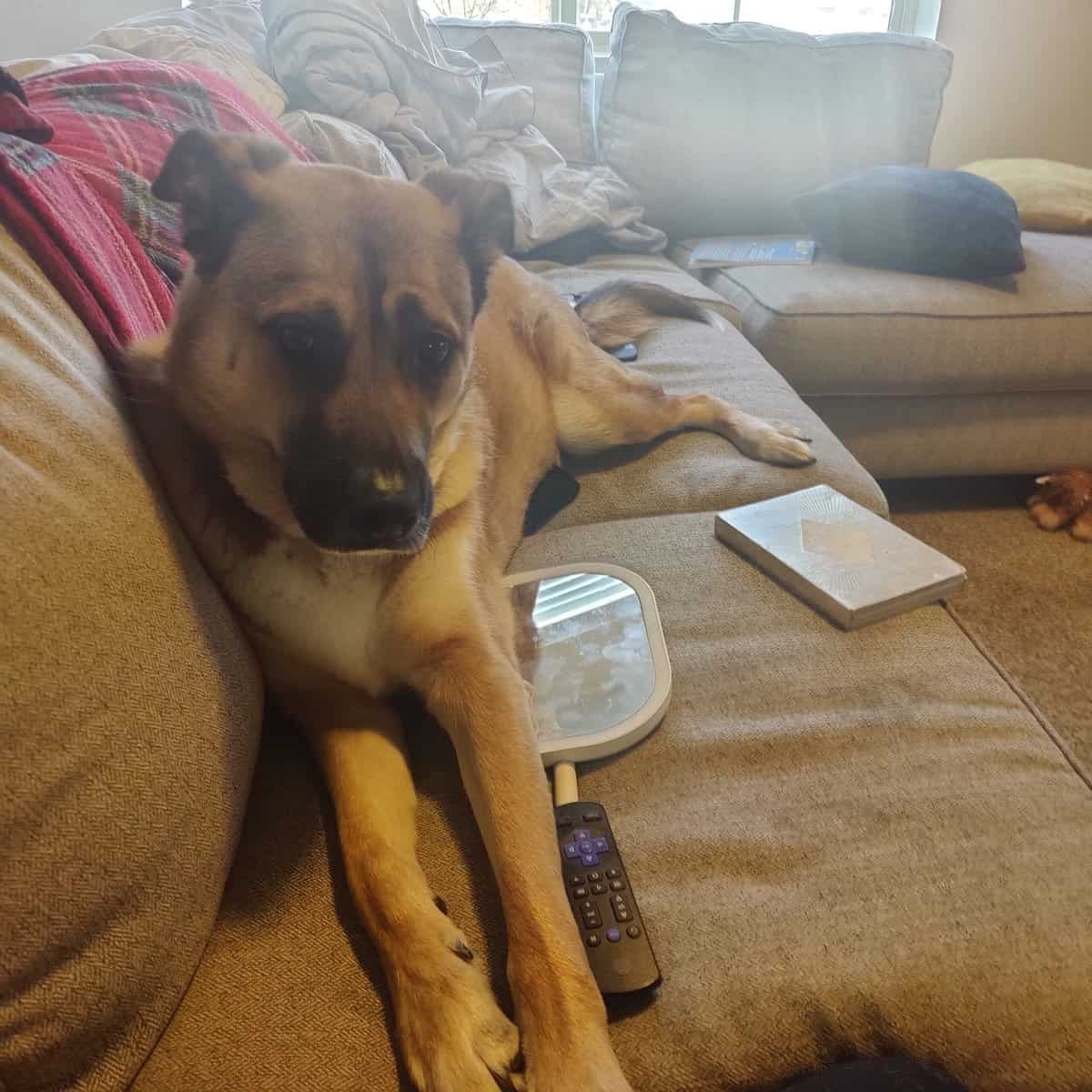 Awesome family dog! image 1