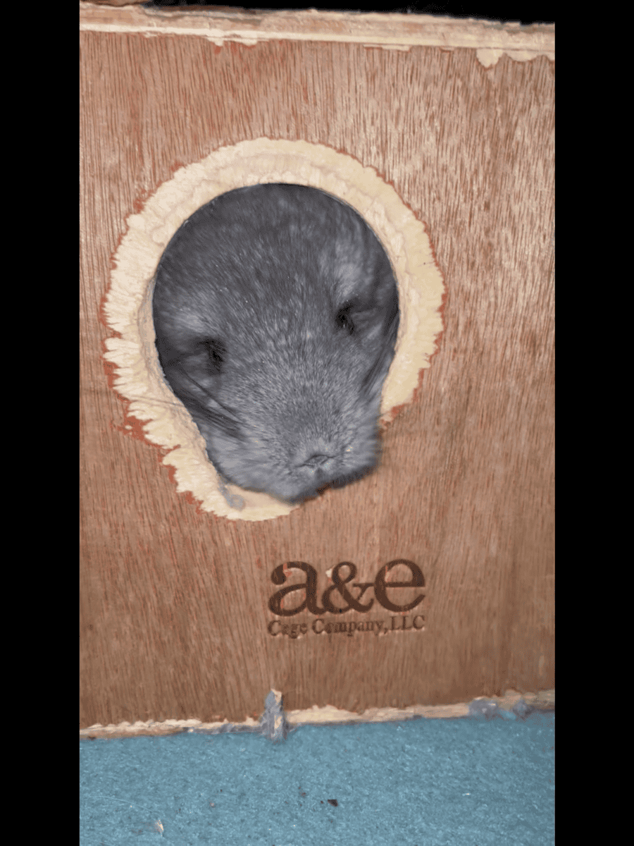 Angora Girl Chinchilla Young image 1