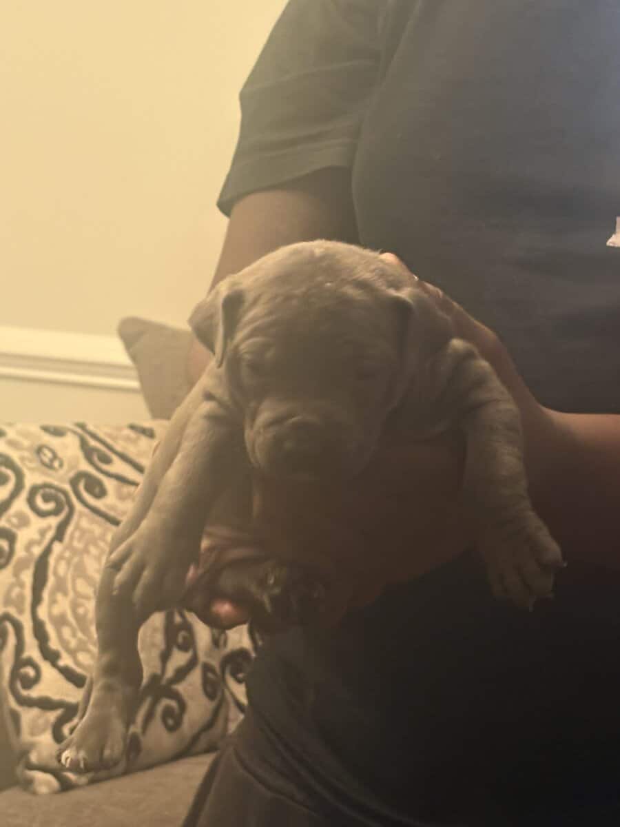 Pitbulls for Sale image 2