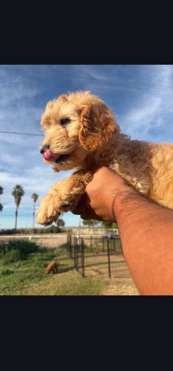 Mochi - Home raised Female F1B Goldendoodle image 2