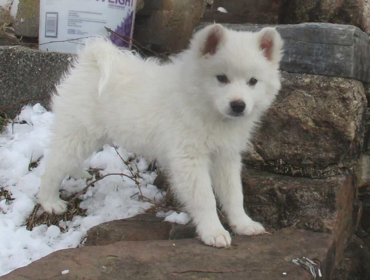 CKC American Eskimo Puppies image 3