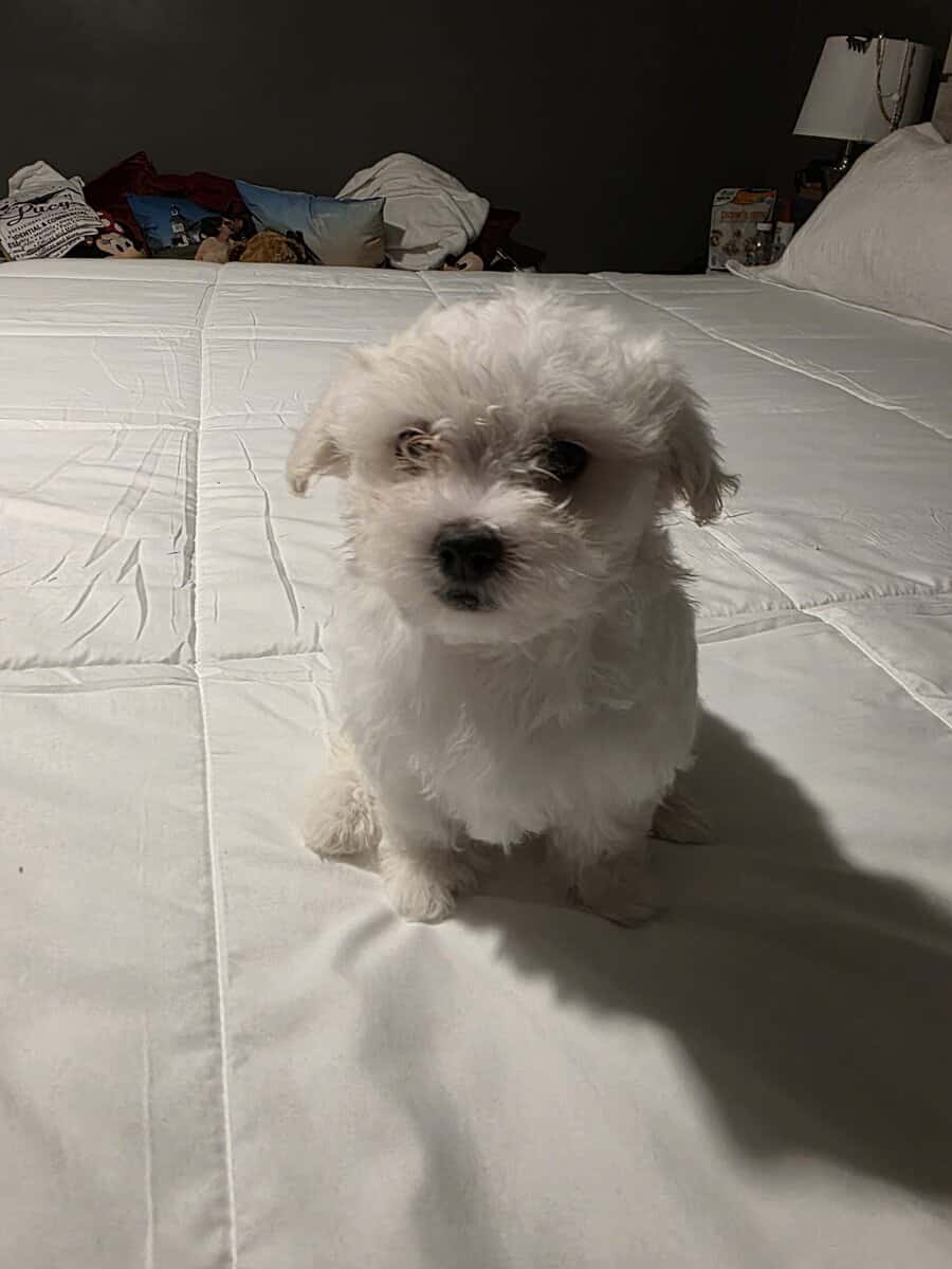 3..9 week old Maltese pups for sale image 2