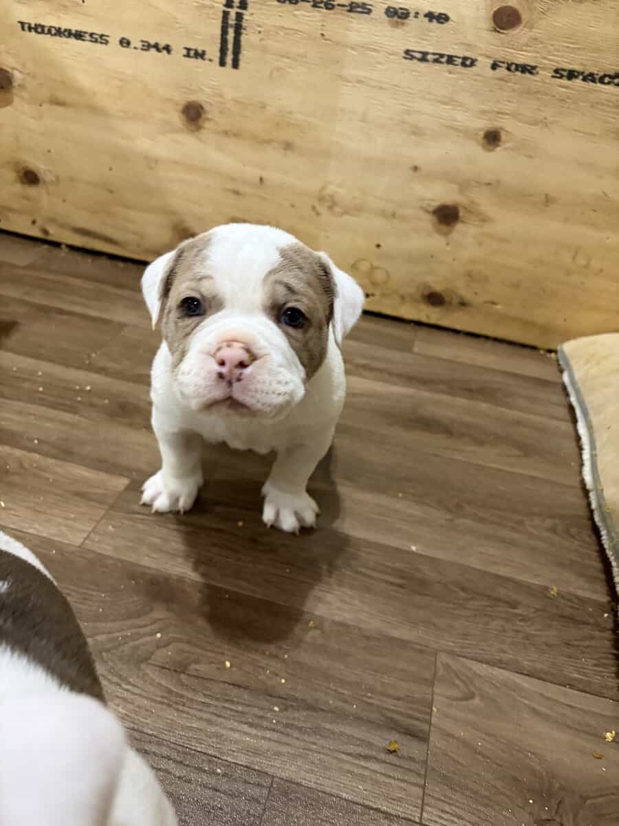 Olde English bulldog puppies image 8