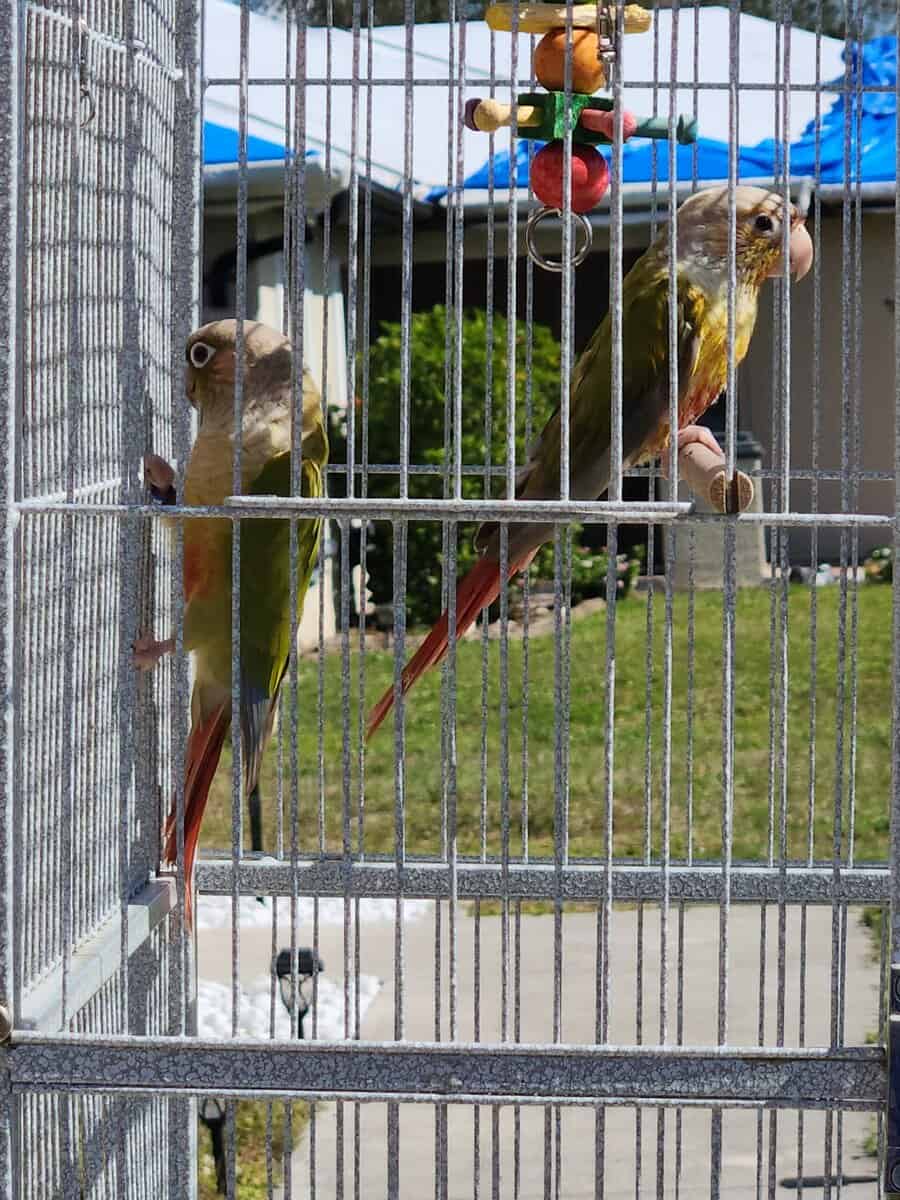 Pineapple green cheeck conures for trade image 3