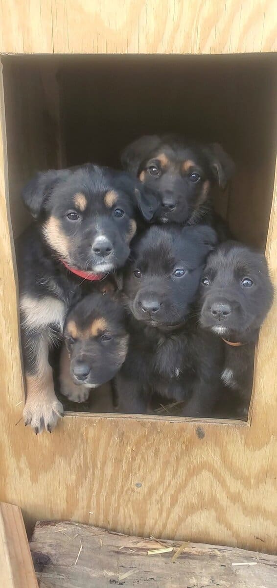 Puppies! image 11