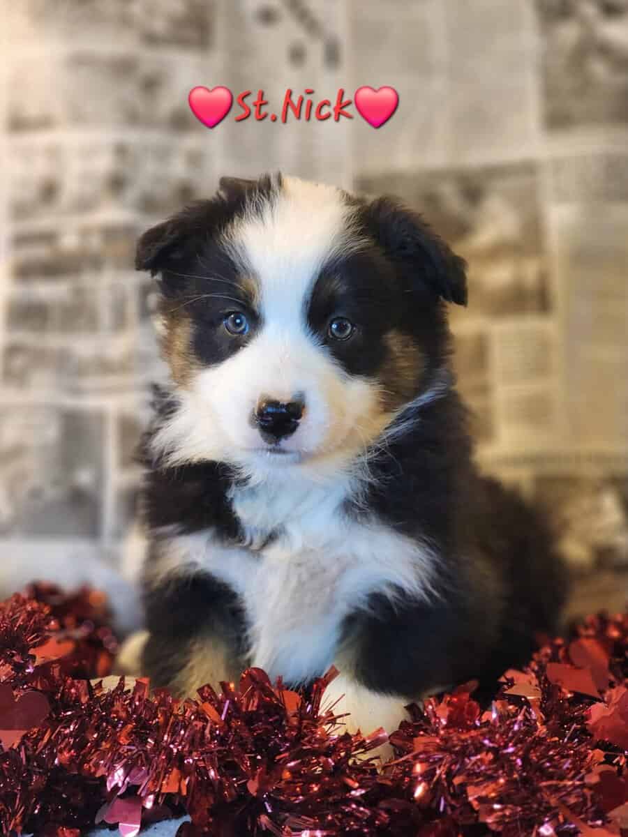 Australian Shepherds image 3