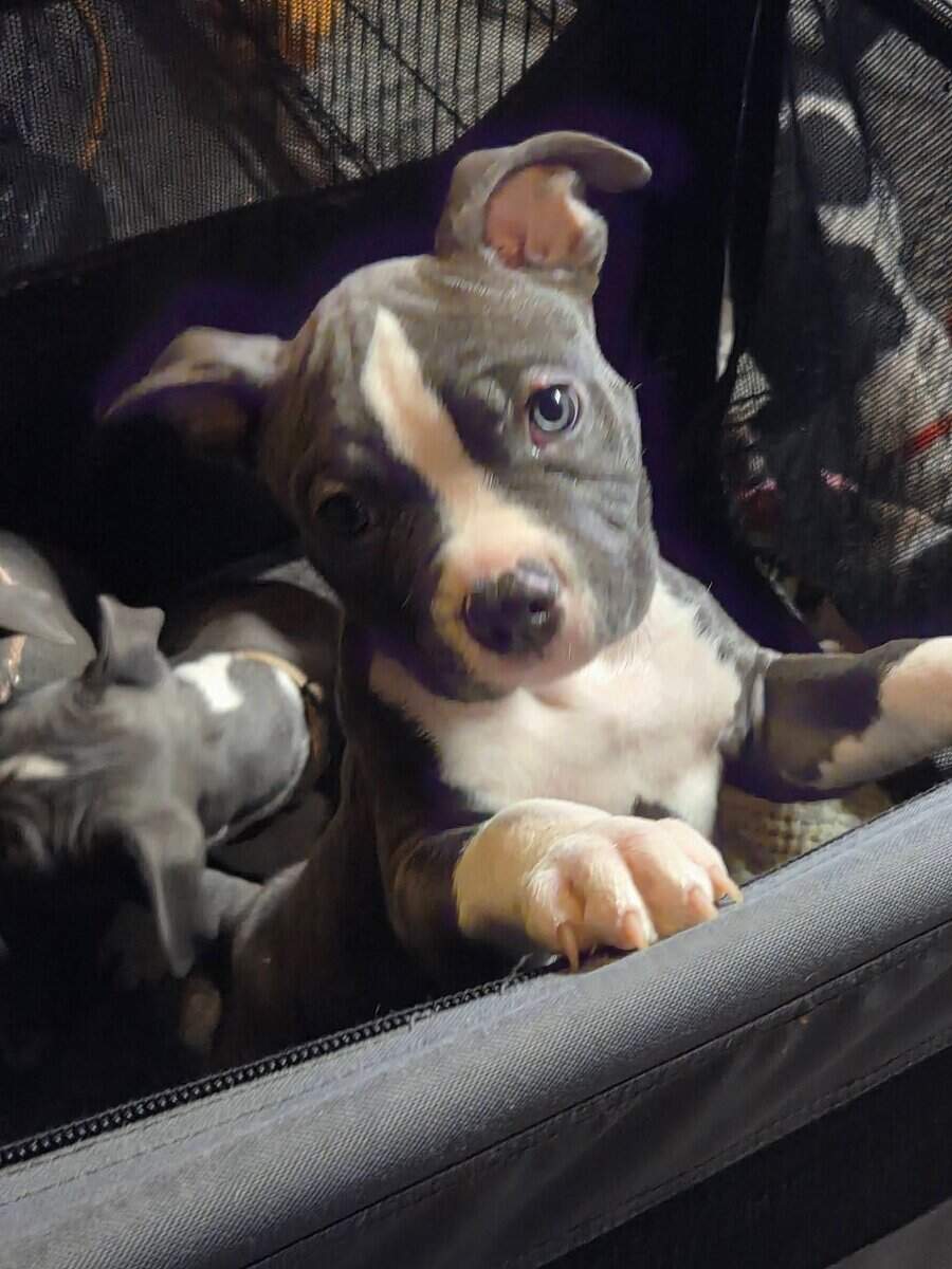 Pitbull puppies image 15