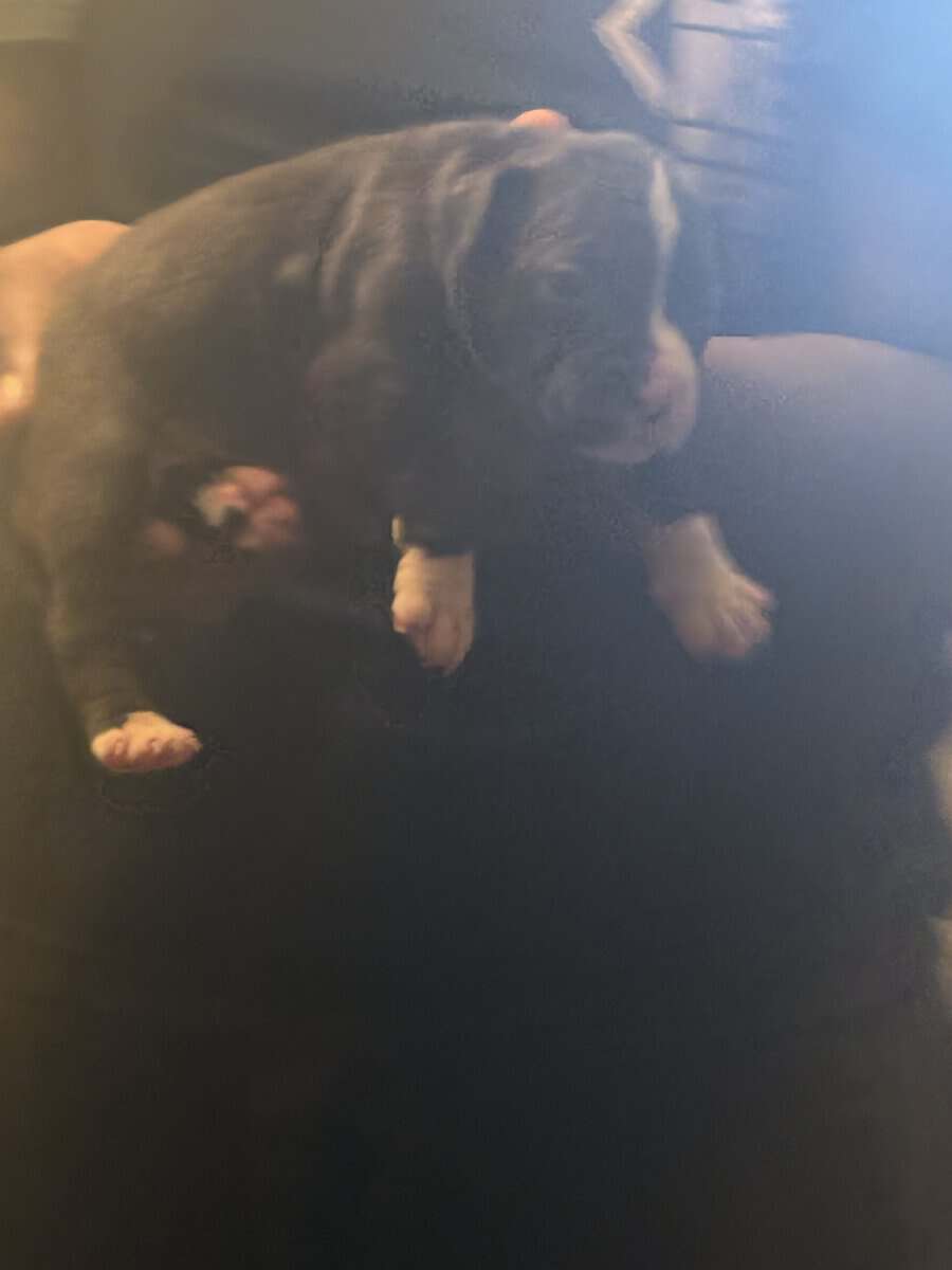 Pitbulls for Sale image 4