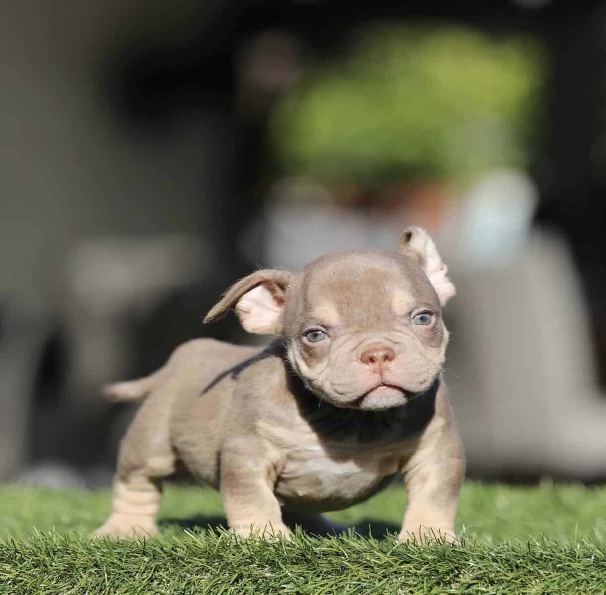 American Bully image 3