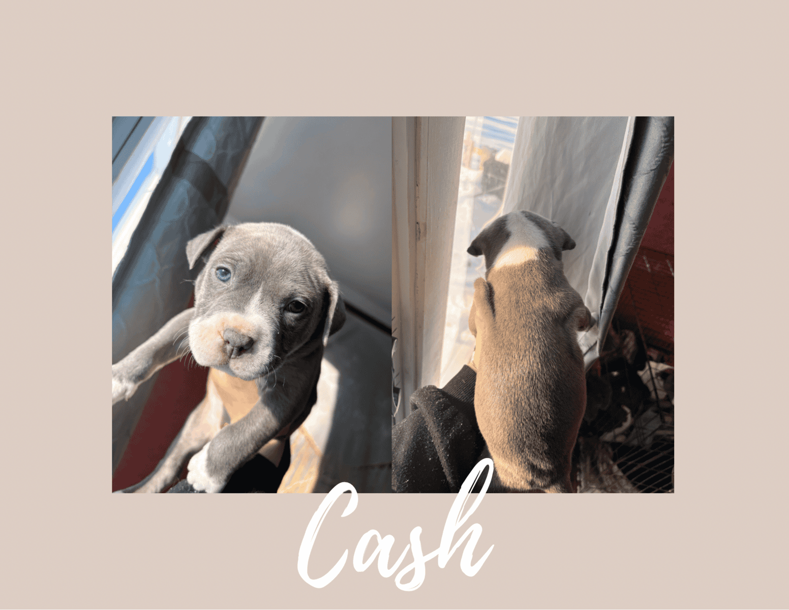 Pitbull puppies image 1