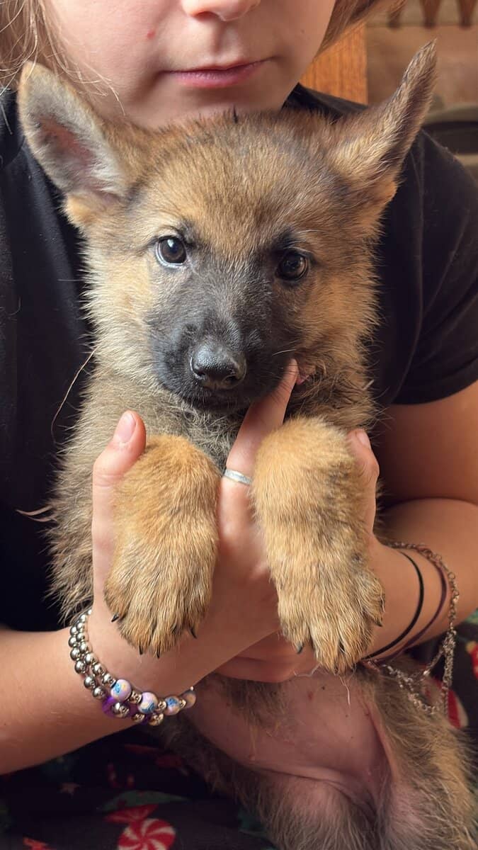 Purebred German Shepherd puppies image 1