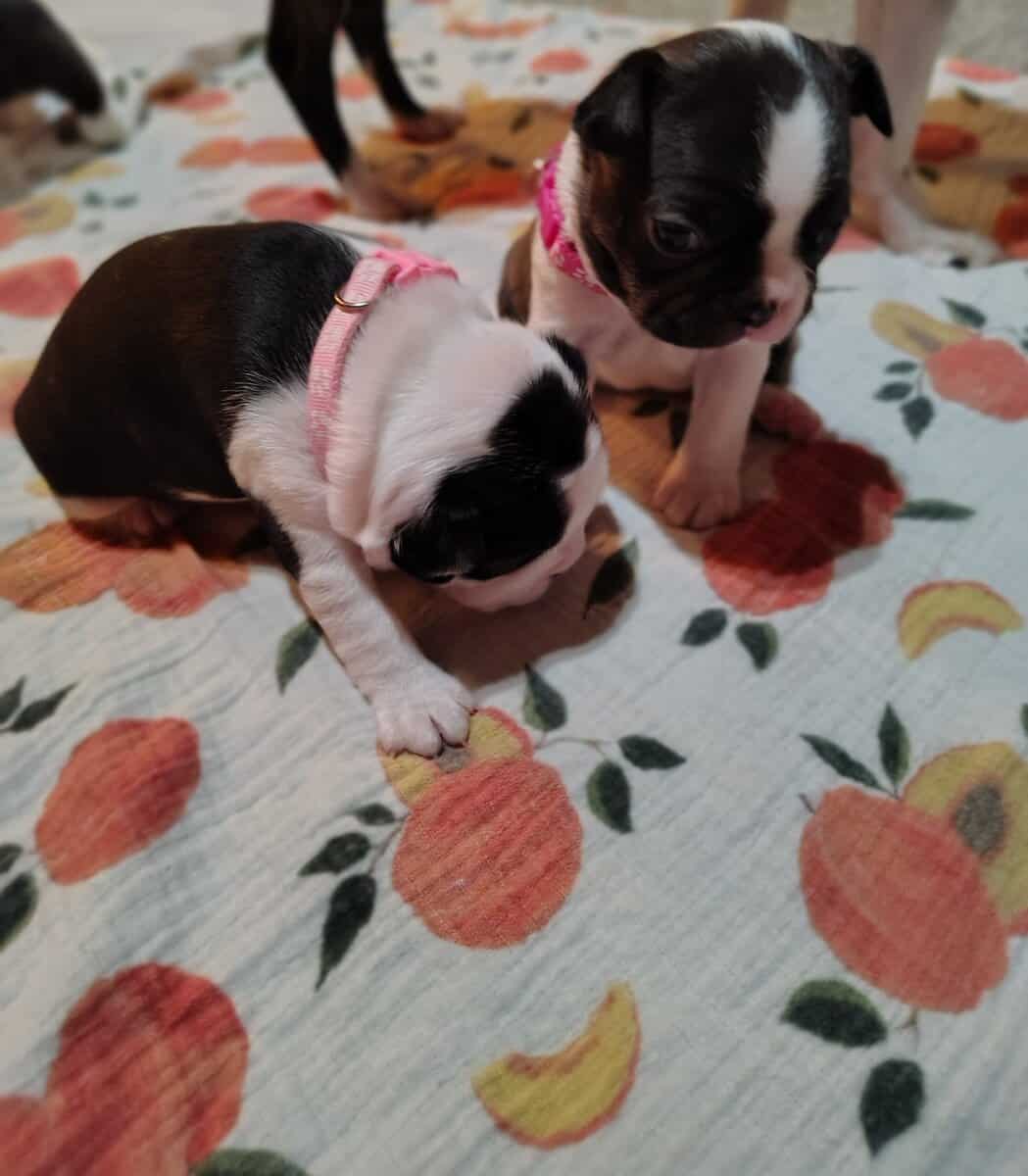 AKC Boston Terriers image 4