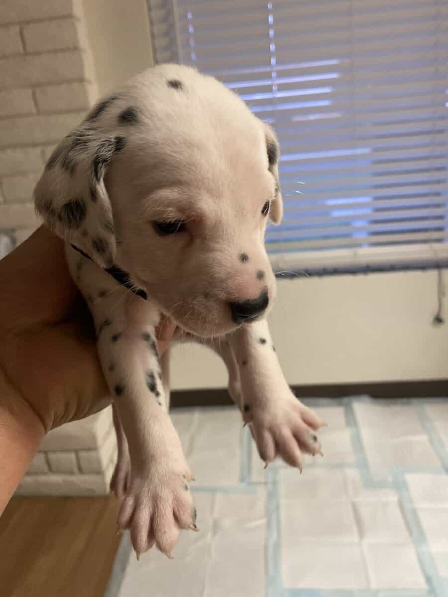 Dalmatian puppies image 8