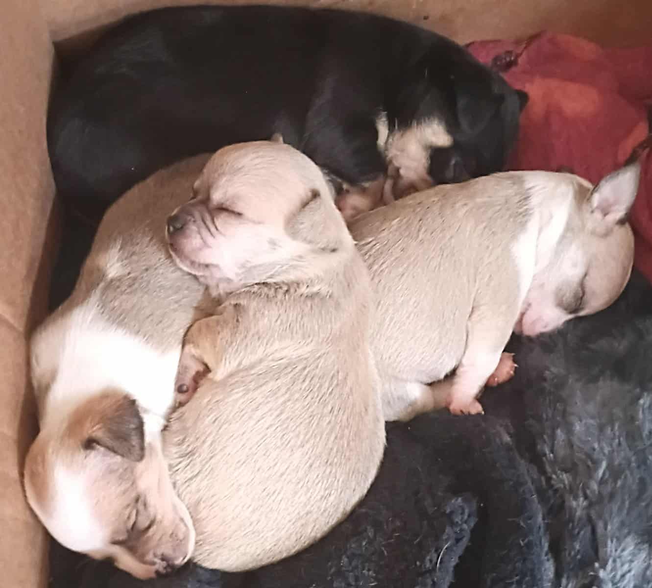 Chihuahua puppies image 1