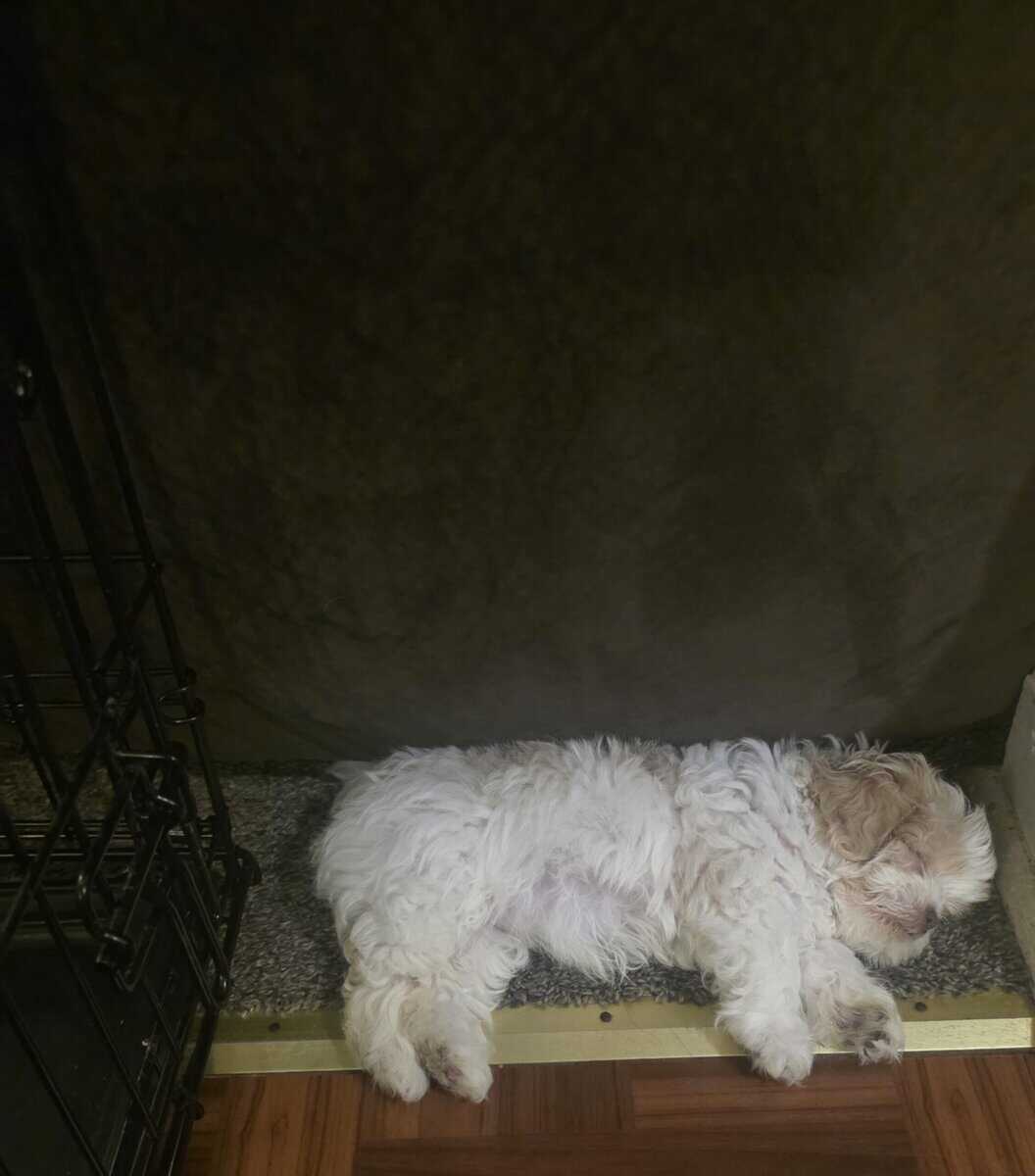 8 week shiz tzu girl puppy ready for a loving home image 2