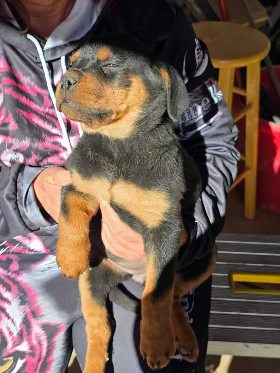 Rottweiler Puppies For Sale image 4