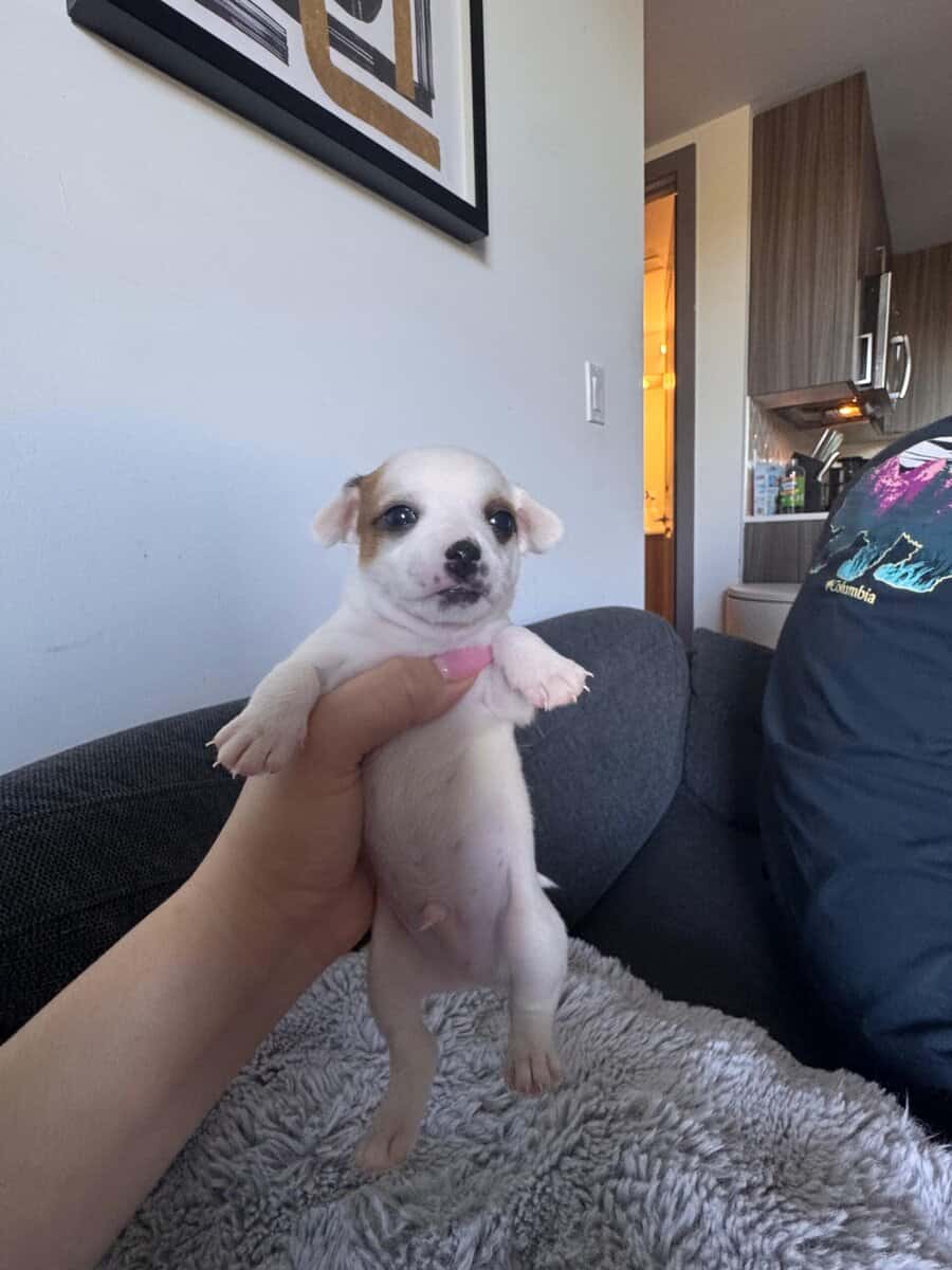 Beautiful Chihuahua puppies image 8