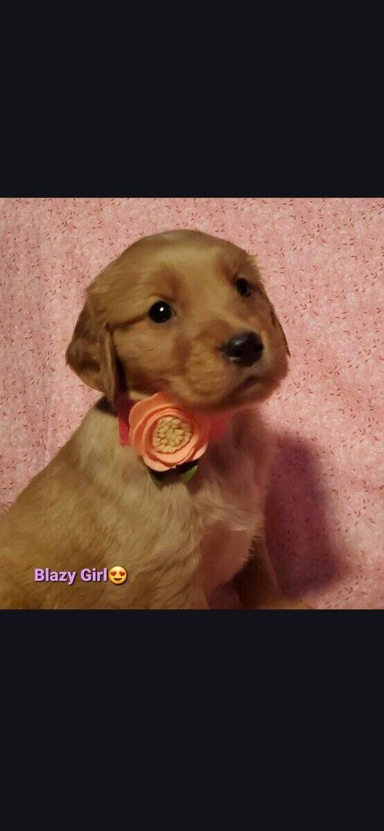 Golden retrievers puppys image 1