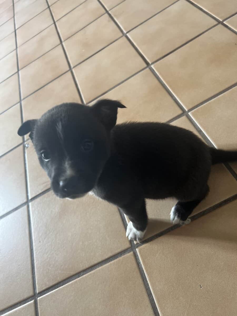 Mixed pitbull image 2