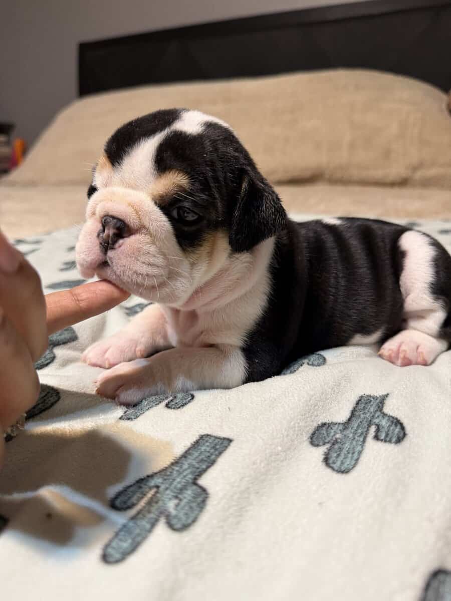 English Bulldog puppies image 3