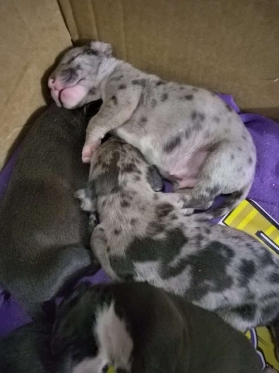 Puppies image 1