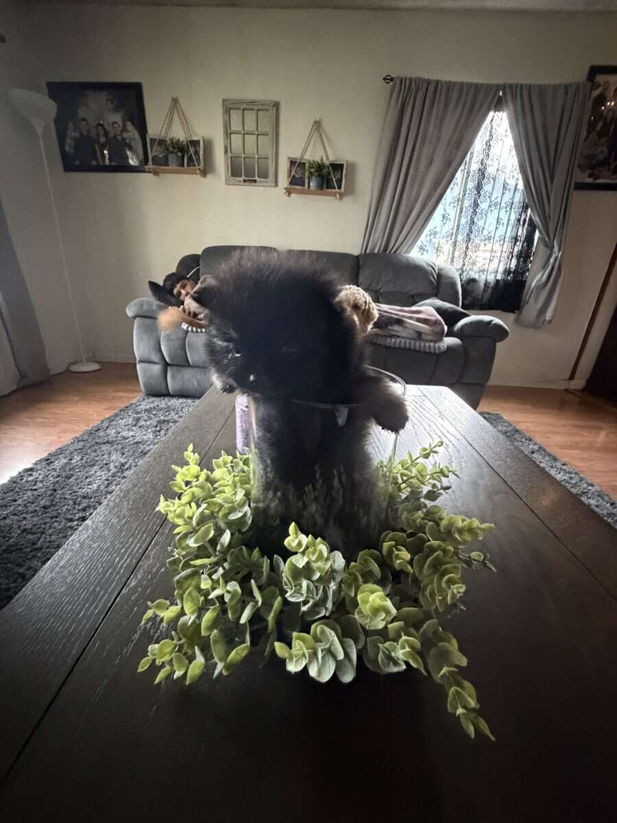 Pom puppy image 4