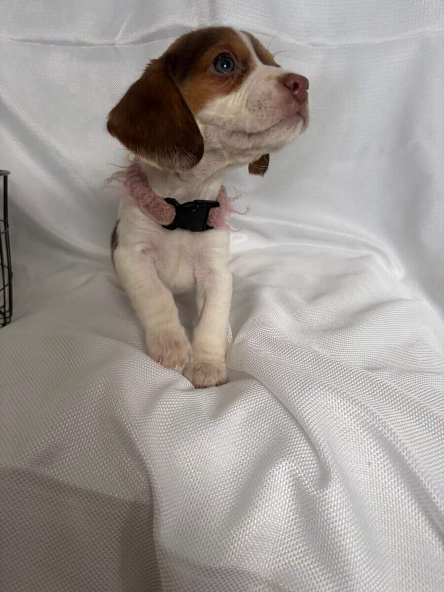 6 week old female beagle pup with pink colar image 3
