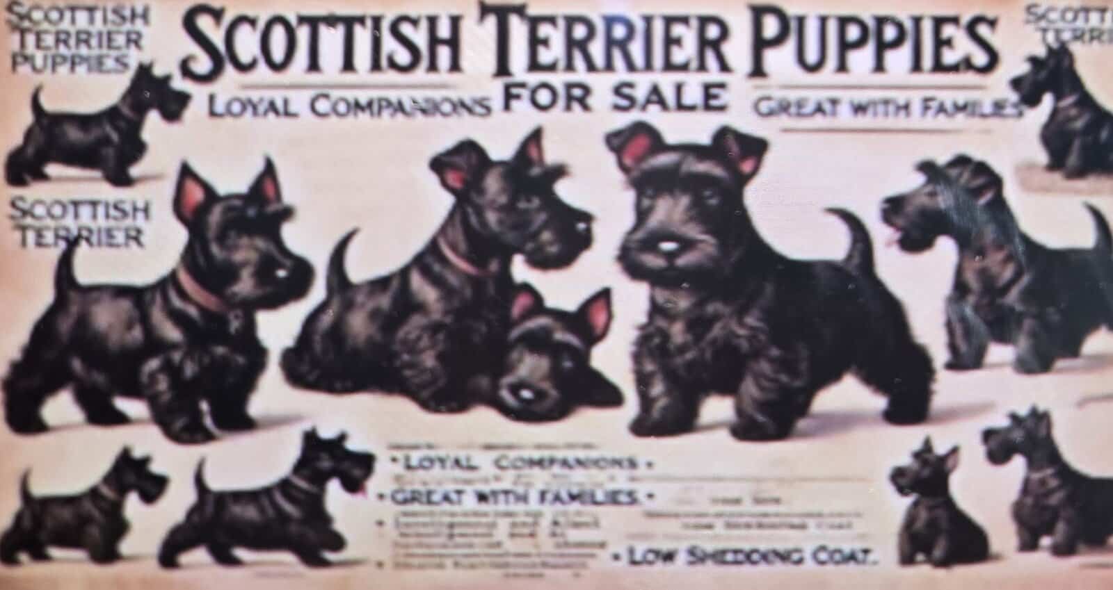 A.K.C Scottish Terroirs Puppis in TX 1 Boy 3 girls image 4