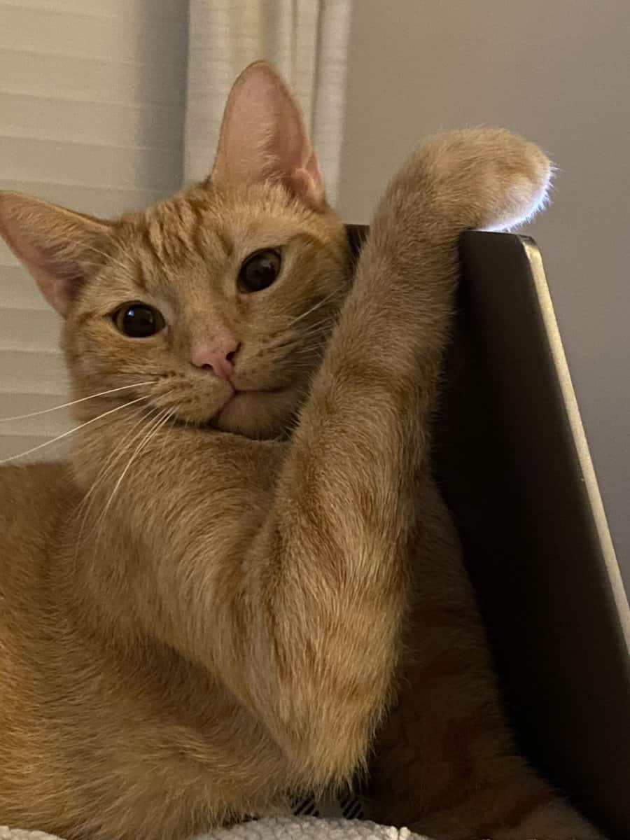 Need to rehome amazing male tabby image 4