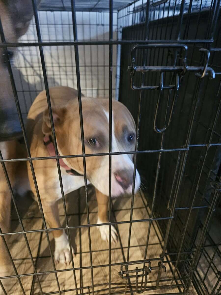 Labrador and Pit mix puppies desperate for homes image 15
