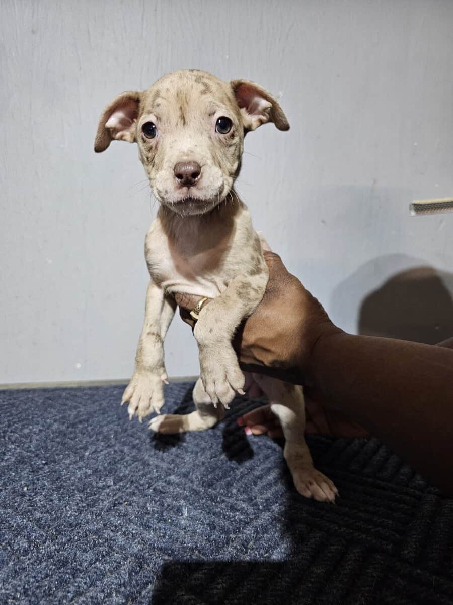 Bully puppies for sale image 11