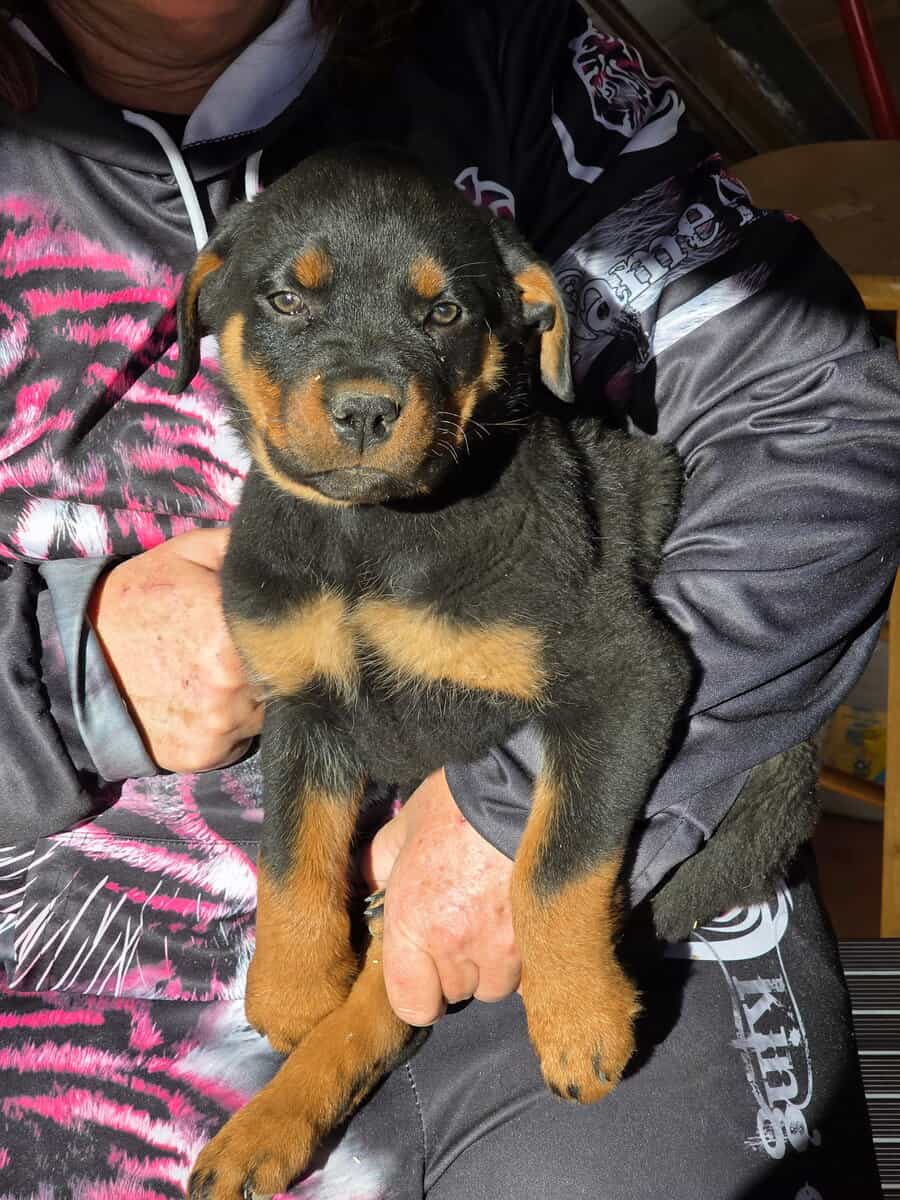Rottweiler Puppies For Sale image 3