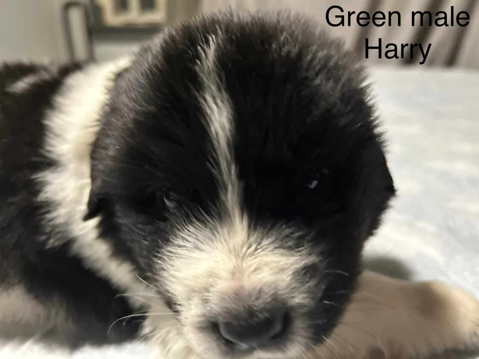 Newfoundland x Great Pyrenees image 18