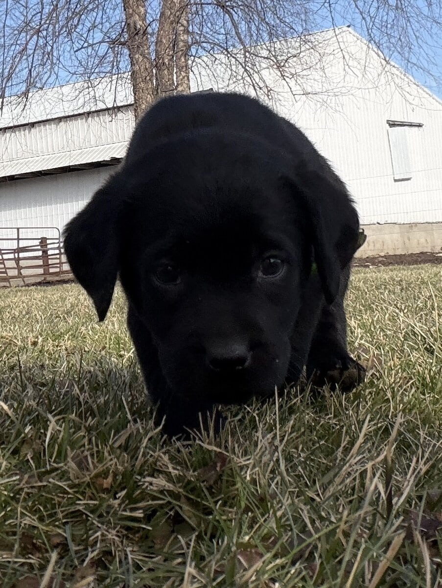 Cute black lab puppies image 5