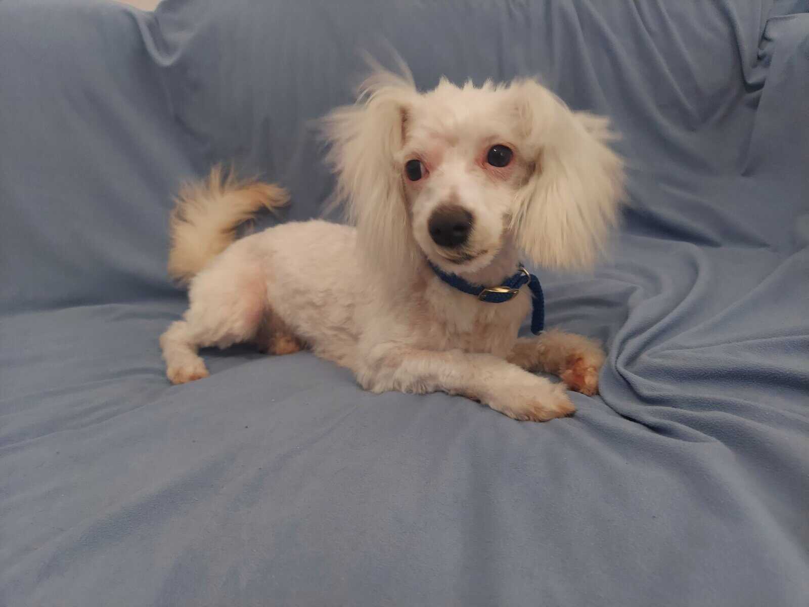 Apollo, in home raised in Michigan, non-shedding image 1