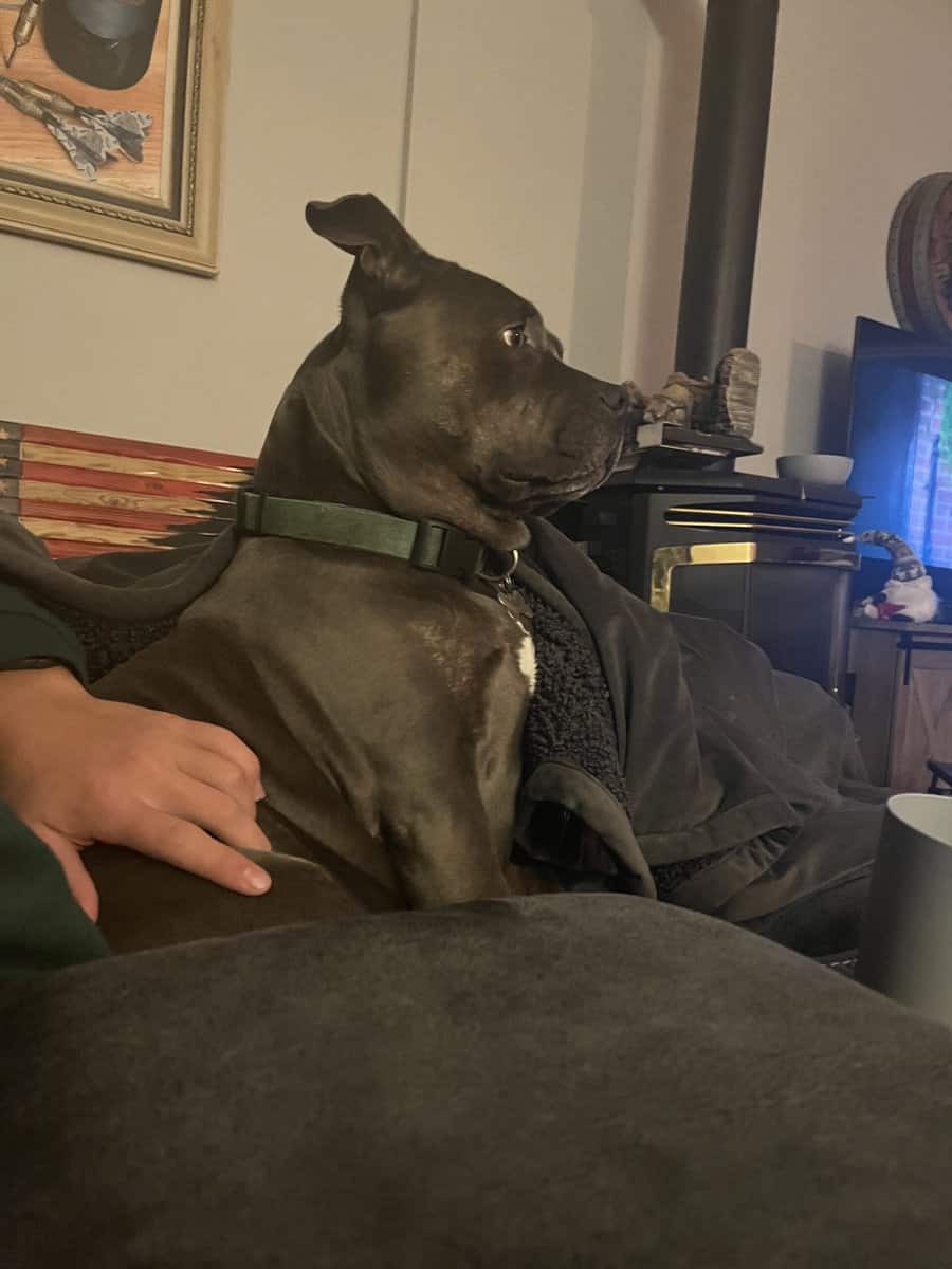 Sweet pocket Pitbull image 1