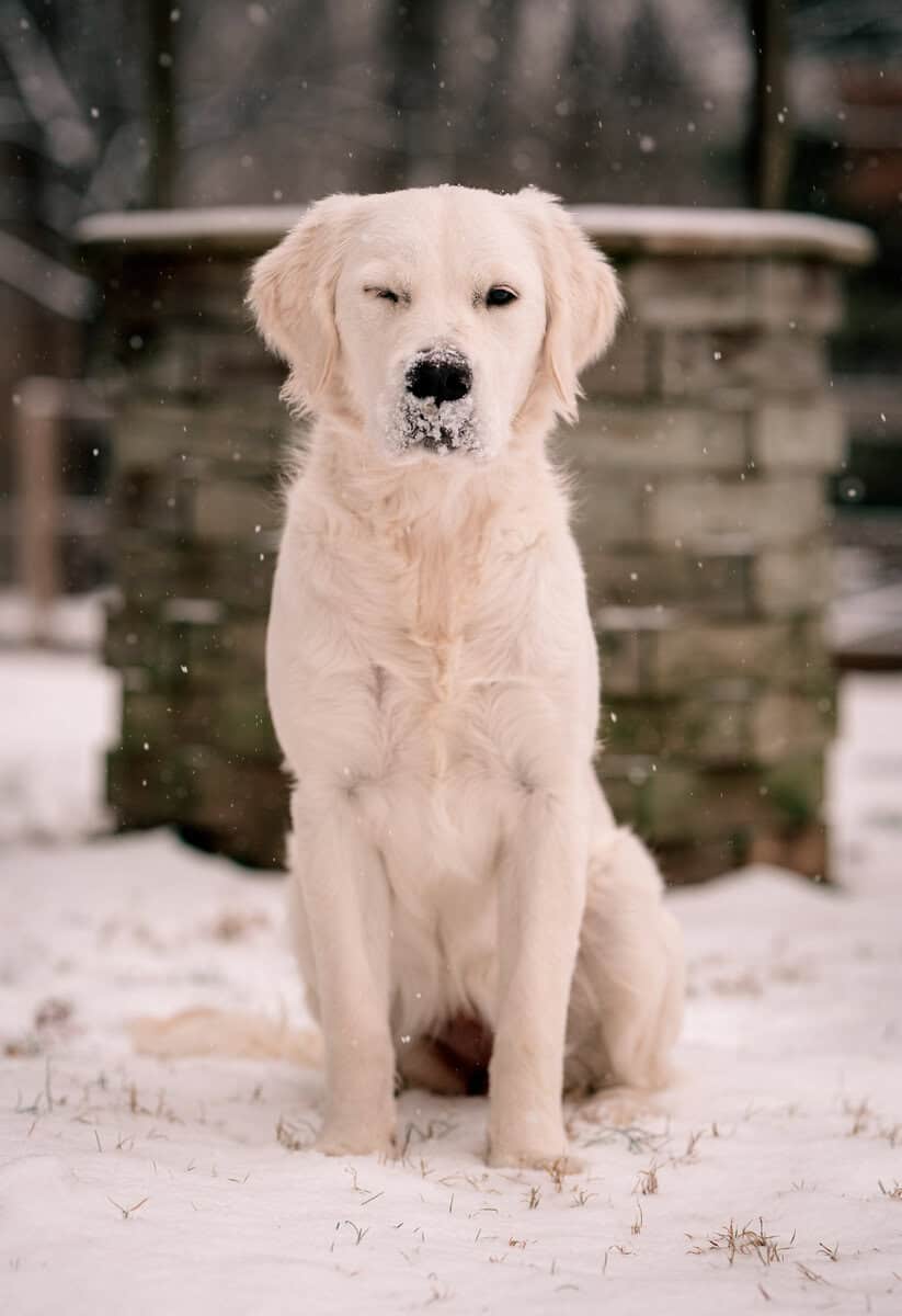 UPCOMING Litter of AKC English Golden Retrievers image 5