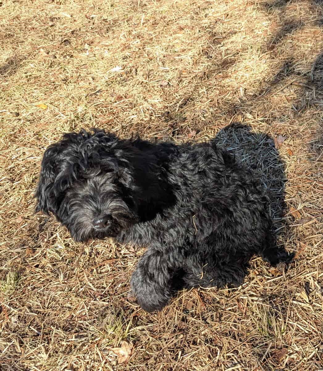 Sweet Whoodle Puppies image 9