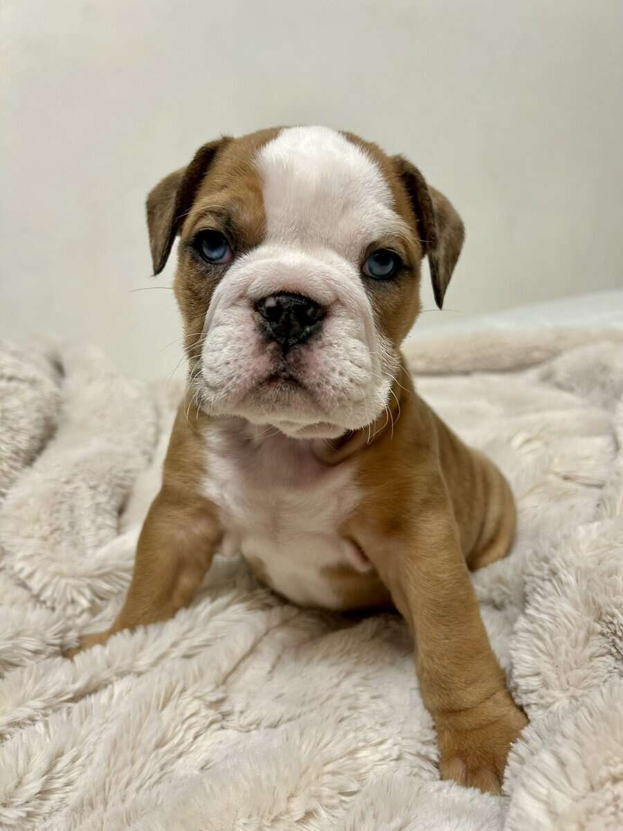 English bulldog puppy image 2