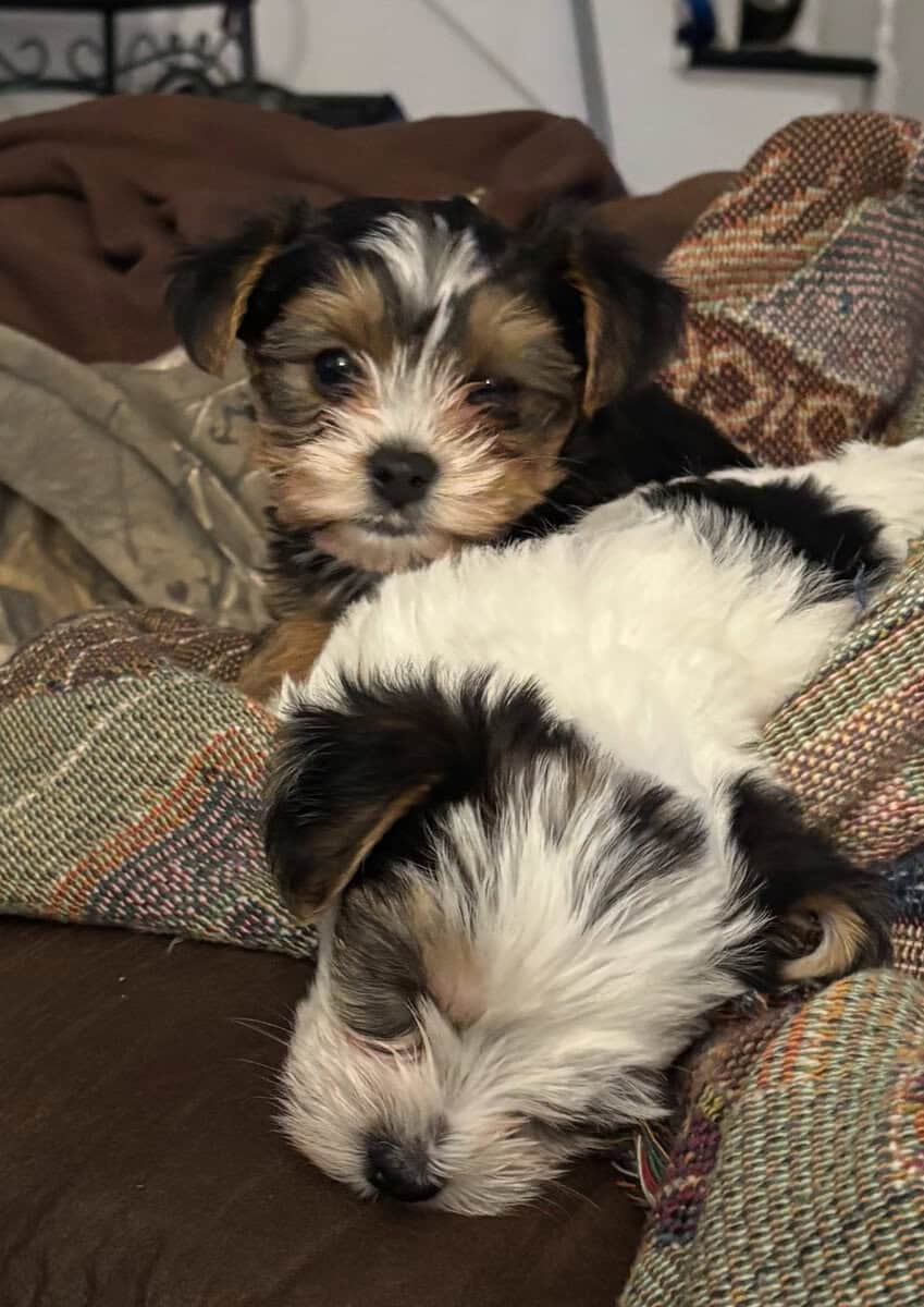 Yorkies yorkies!!!! image 13