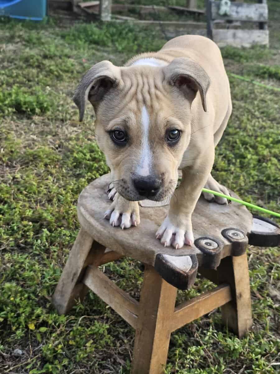 Sweet Pit Bull Puppy – 10 Weeks Old & Full of Love image 1