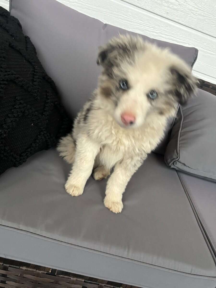Blue Merle Border Collie Puppy Male image 1